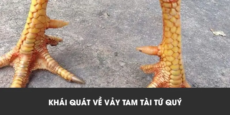 Khái quát về vảy tam tài tứ quý